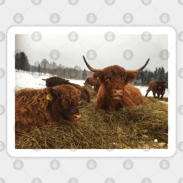 Scottish Highland Cattle Cow and Calf 1863 Sticker by SaarelaHighland